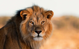 SAVE Wildlife spendenmailing botswana emergency banner